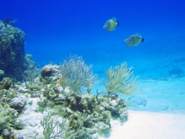 Whitespot Filefish on Reef IMG 9328